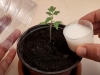 Evo kako ćete ubrzati rast sadnica paradajza