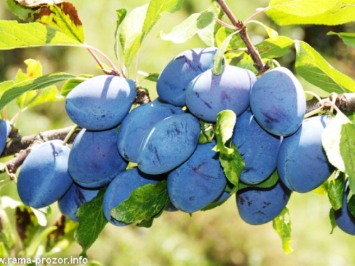 Najava: 8. međunarodni sajm "Dani šljive" Prozor-Rama 2013.