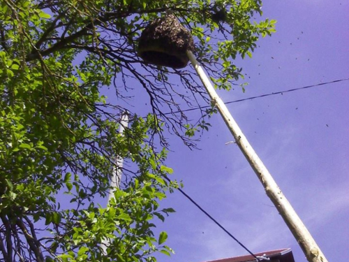 FOTO: Rojevi pčela na šljivama u Rumbocima