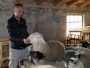 Veterinar Marinko uzgaja najplodnije ovce: Nije mi jasno što ljudi idu u “bijeli svijet”