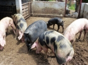 Hrvatska dobiva tipske objekte za uzgoj svinja