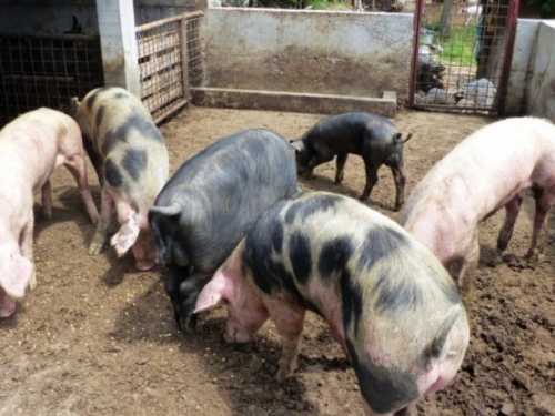 Hrvatska dobiva tipske objekte za uzgoj svinja