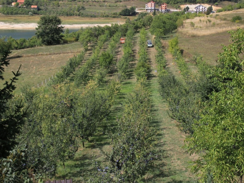 FOTO: Počela berba šljive u Rami