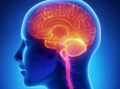 Usporavanje uobičajene brzine govora u starijih može ukazivati na zdravlje mozga