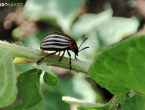 Kako suzbiti krumpirovu zlaticu bez upotrebe pesticida