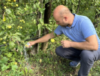 Koliko gnojiva sada staviti oko stabala?