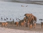 VIDEO: Kako je hrabro mladunče slona preživjelo napad 14 lavova