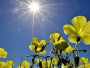 Sunčano i vruće, temperature do 41 stupnja