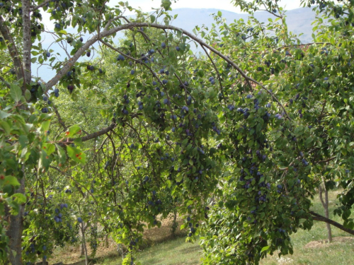 OGLAS: Prodaje se kuća