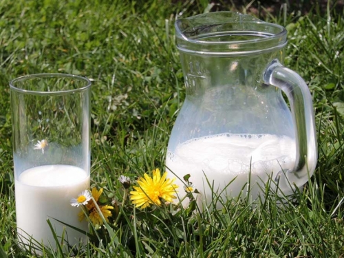 Pokvareno mlijeko – odlična prihrana i zaštita biljaka