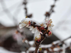 Kako zaštititi voćke od mraza i niskih temperatura