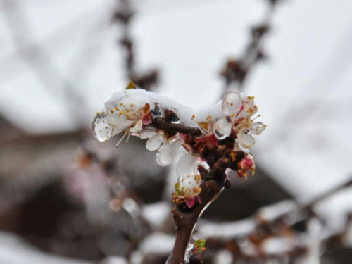 Kako zaštititi voćke od mraza i niskih temperatura