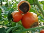 Kako spriječiti trulež paradajza