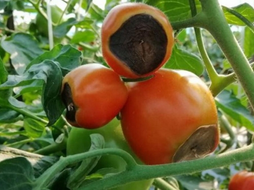 Kako spriječiti trulež paradajza