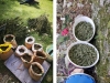 Konjic: Palo 160 stabljika i 30 kilograma osušene ''zeljaste materije''