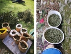 Konjic: Palo 160 stabljika i 30 kilograma osušene ''zeljaste materije''