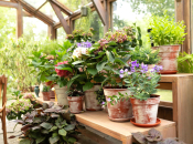 Ovaj sastojak koji svi imaju kod kuće vraća biljke u život za par dana!