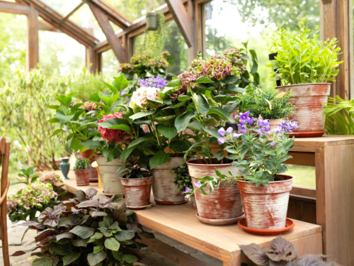 Ovaj sastojak koji svi imaju kod kuće vraća biljke u život za par dana!