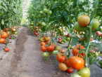 Sadnja rajčica: Ova pogreška može uništiti sav trud
