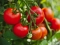 Trik kako posaditi paradajz da vam obilno rađa i bude otporan na bolesti