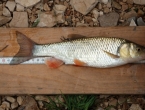 Nestaju li endemske vrste riba na području Livanjskog polja?