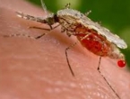 Registriran prvi slučaj prenošenja virusa zika seksualnim putem!