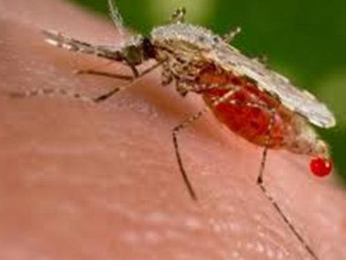 Registriran prvi slučaj prenošenja virusa zika seksualnim putem!