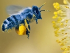 Plava pčela nije izumrla, znanstvenici je pronašli nakon četiri godine