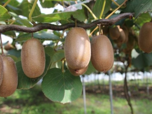 Umjesto mandarina, u dolini Neretve sadit će se kivi?