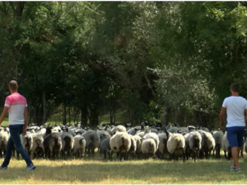 Vratili se iz Zagreba i pokrenuli vlastiti posao s ruskim ovcama