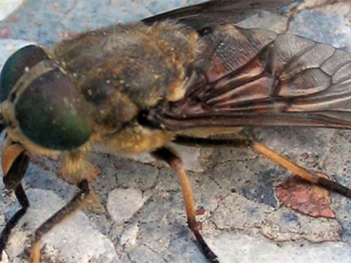 Slavonija u panici: komarce su zamijenili drugi mnogo opasniji insekti