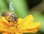 Oko 1,4 milijarde radnih mjesta u svijetu ovisi o pčelama
