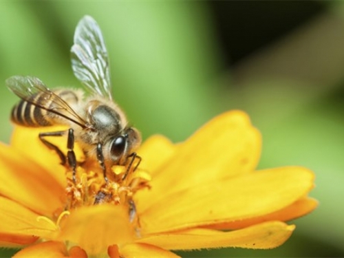 Oko 1,4 milijarde radnih mjesta u svijetu ovisi o pčelama