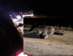 Pakline: Automobilima naletjeli na kravu