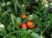 Rajčice mogu dati loš urod ako ih posadite rano ili kasno - evo kad je pravo vrijeme sadnje