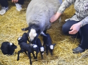 Kako pripremiti ovcu za janjenje - šišanje, odvajanje i dežura?