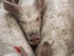 Nove respiratore testiraju na svinjama