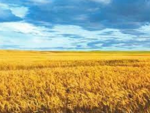 Ukrajina: ''Rusi su ukrali tisuće tona žitarica! Ovo je čista pljačka!''