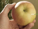 Navika da jabuku oljuštite prije jela je pogrešna: Evo zbog čega