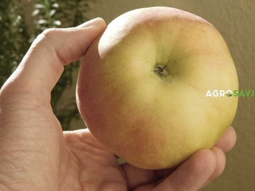 Navika da jabuku oljuštite prije jela je pogrešna: Evo zbog čega