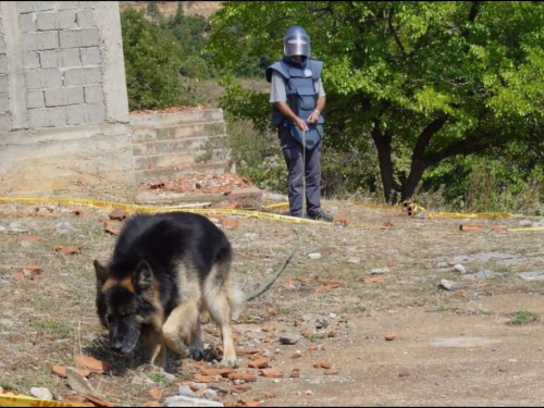Stotine pasa obučenih u BiH traže mine kod nas i u 11 zemalja svijeta