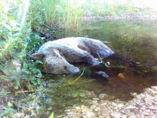 Na Vranu iz lovačkog oružja ubijen mladi medvjed