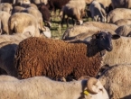 Lažni mesar na prevaru odvozio ovce