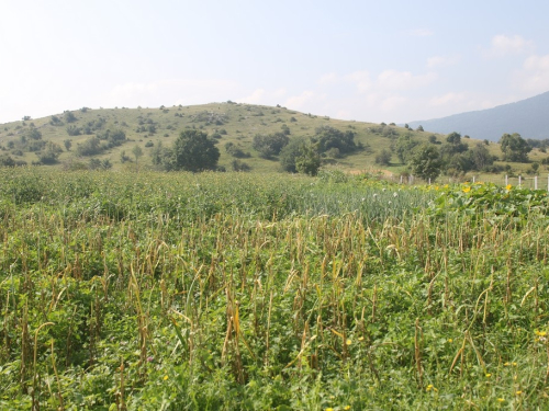 Loša godina za ramsku poljoprivredu i stočarstvo?