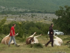 Krave u Zagori spržila struja!