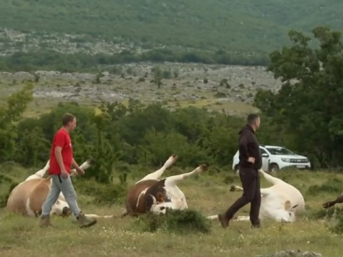 Krave u Zagori spržila struja!