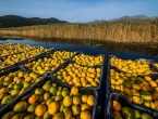 Proizvođači mandarina su bijesni: Tko koristi opasni pesticid?