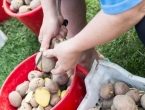 Zašto je važno rezanje gomolja krumpira prije sadnje?