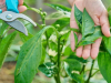 Zdrava paprika, obilan rod: Važnost njege u ključnoj fazi razvoja