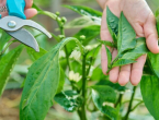 Zdrava paprika, obilan rod: Važnost njege u ključnoj fazi razvoja